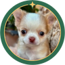 Twin Cities Chihuahuas logo