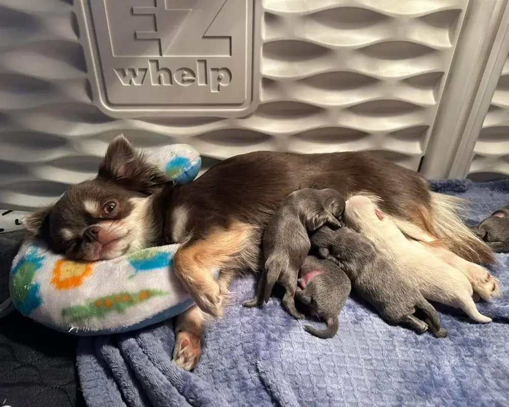 Chocolate and tan long coat Chihuahua mother nursing her newborn puppies in a whelping box