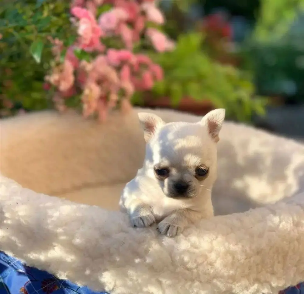 Cream Chihuahua puppy resting its paws on the edge of a sheepskin dog bed